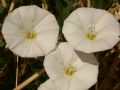 Convolvulus arvensis